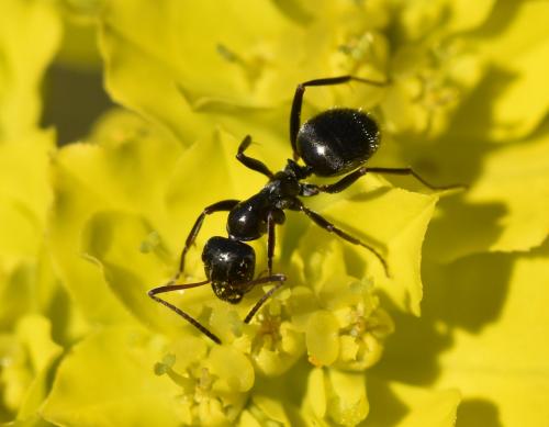 Réf. 268 296 : Formica sp.